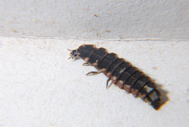 Larva di Lampiridae